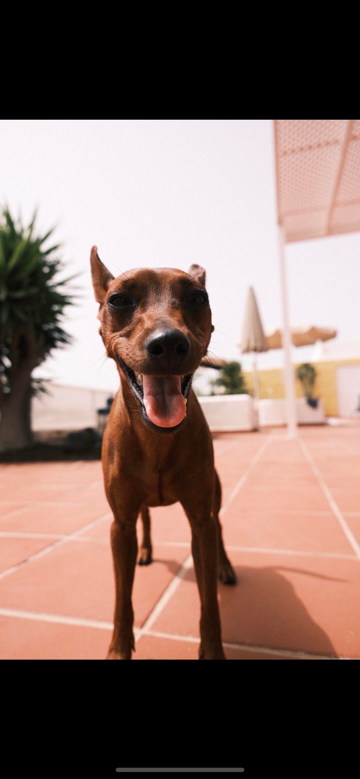 BENEVO kornfri grønnsaks fest