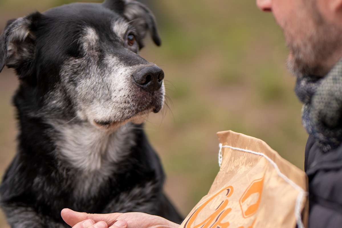 GRETA 14 KG VOKSEN HUND