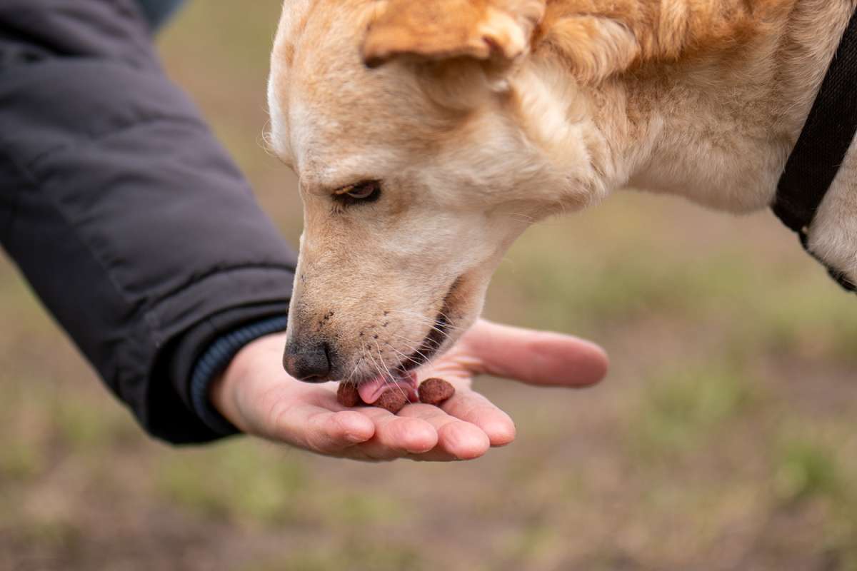 GRETA 5KG VOKSEN HUND