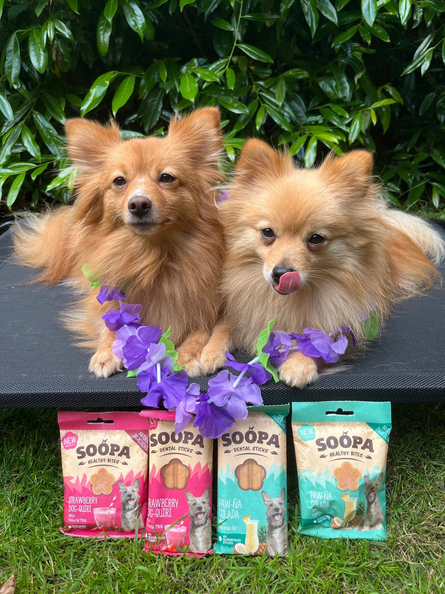 Soopa strawberry dog -quiri biter