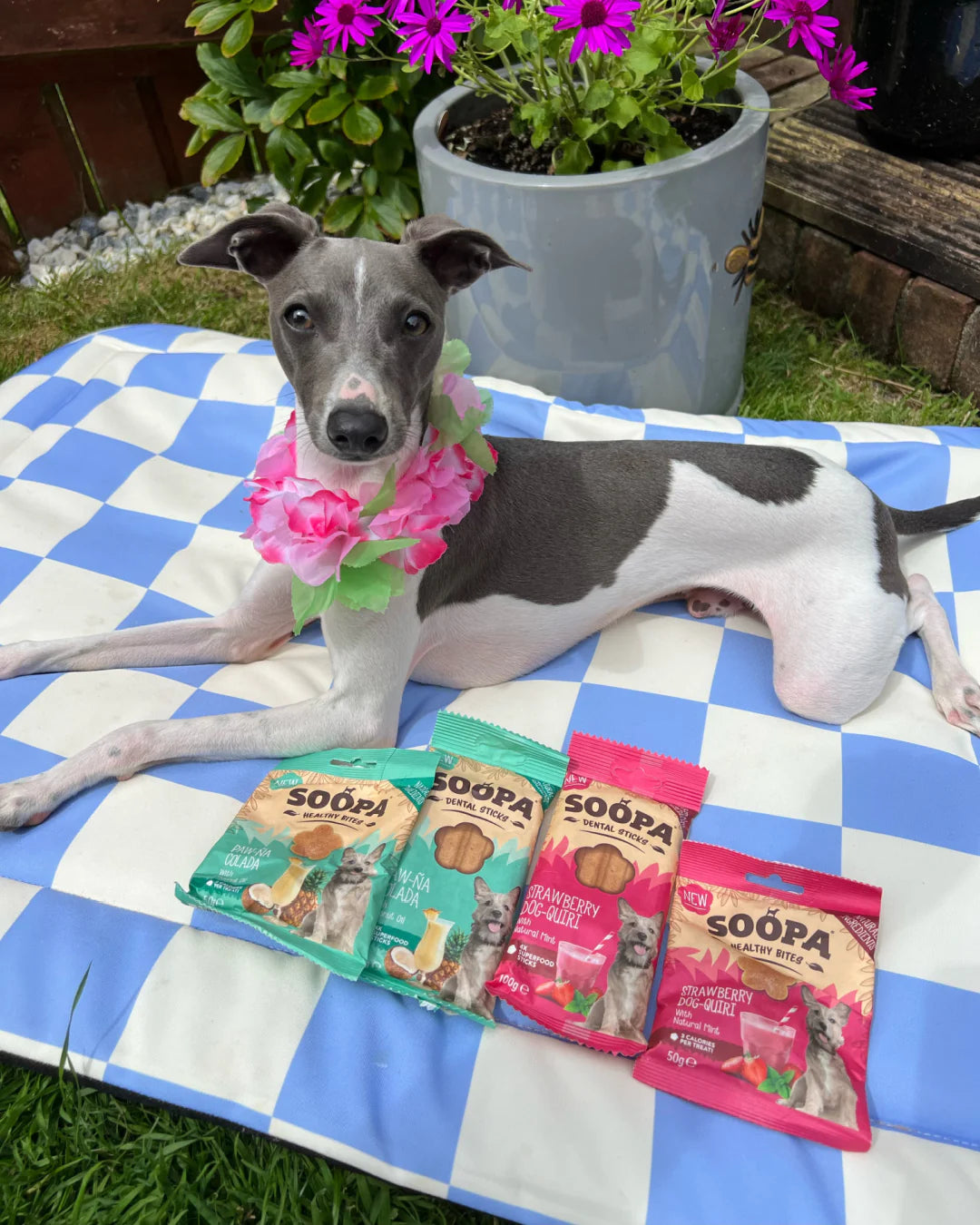 Soopa strawberry dog -quiri biter