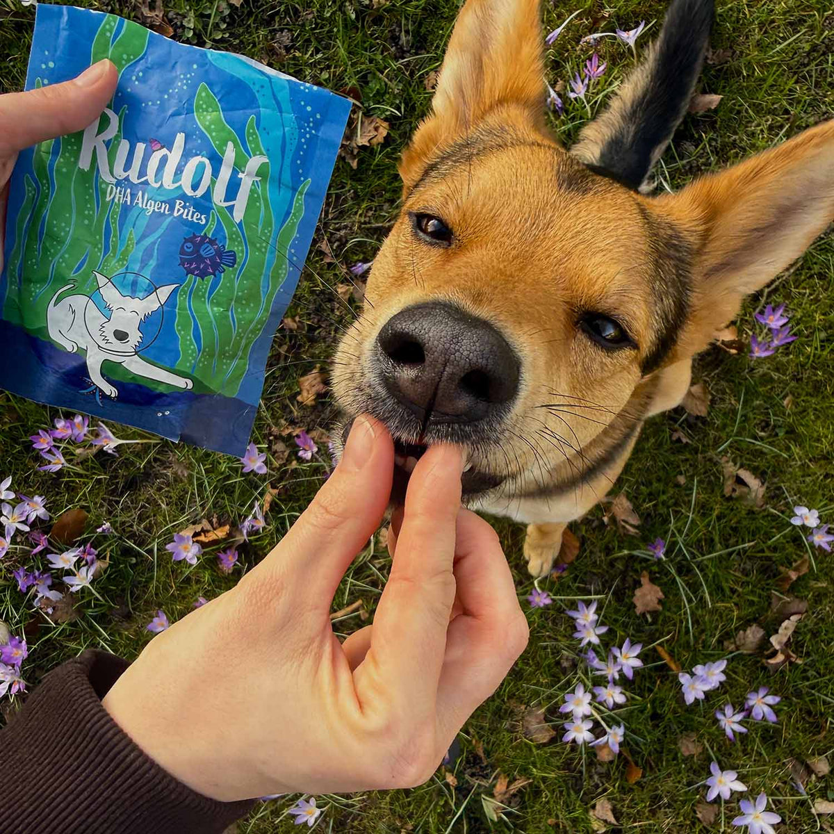 Rudolf alge biter 100 gr.